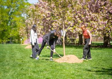 Sustainability - Greening - Tree Planting