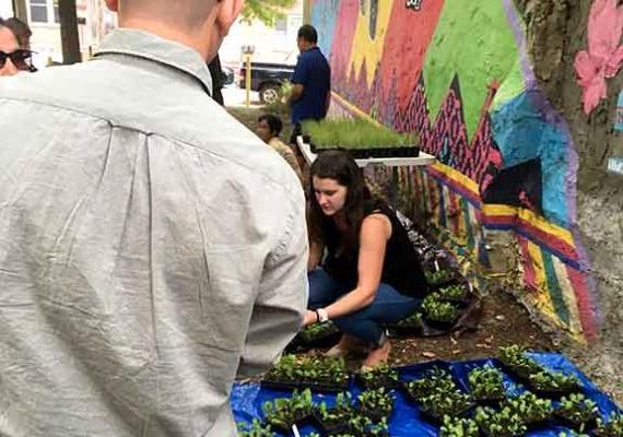 Amy Stein working with seedlings at a community garden